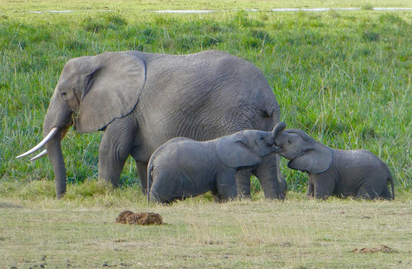 Image of elephant with calves at the Amboseli National Park