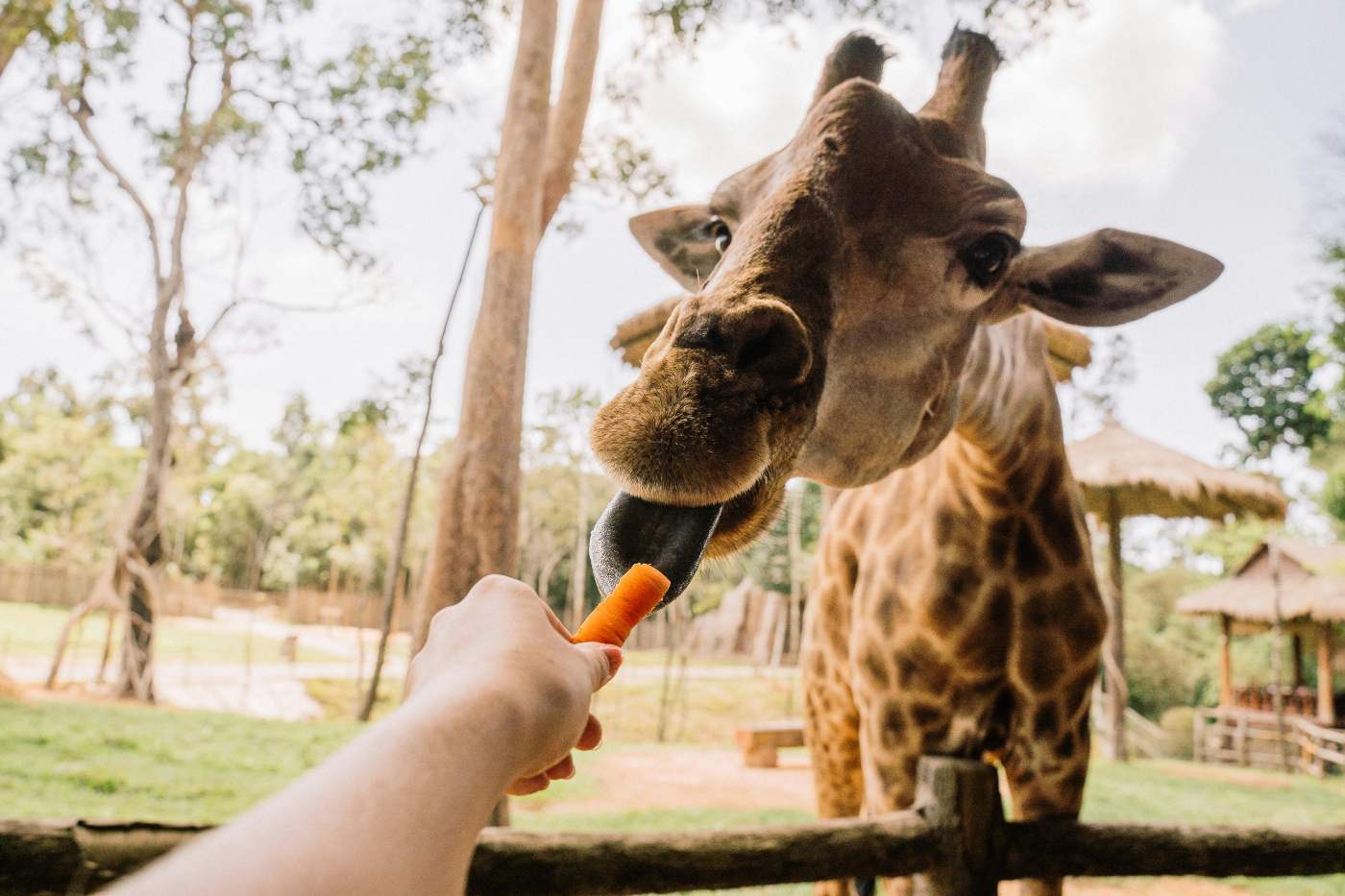Feeding a giraffe a carrot