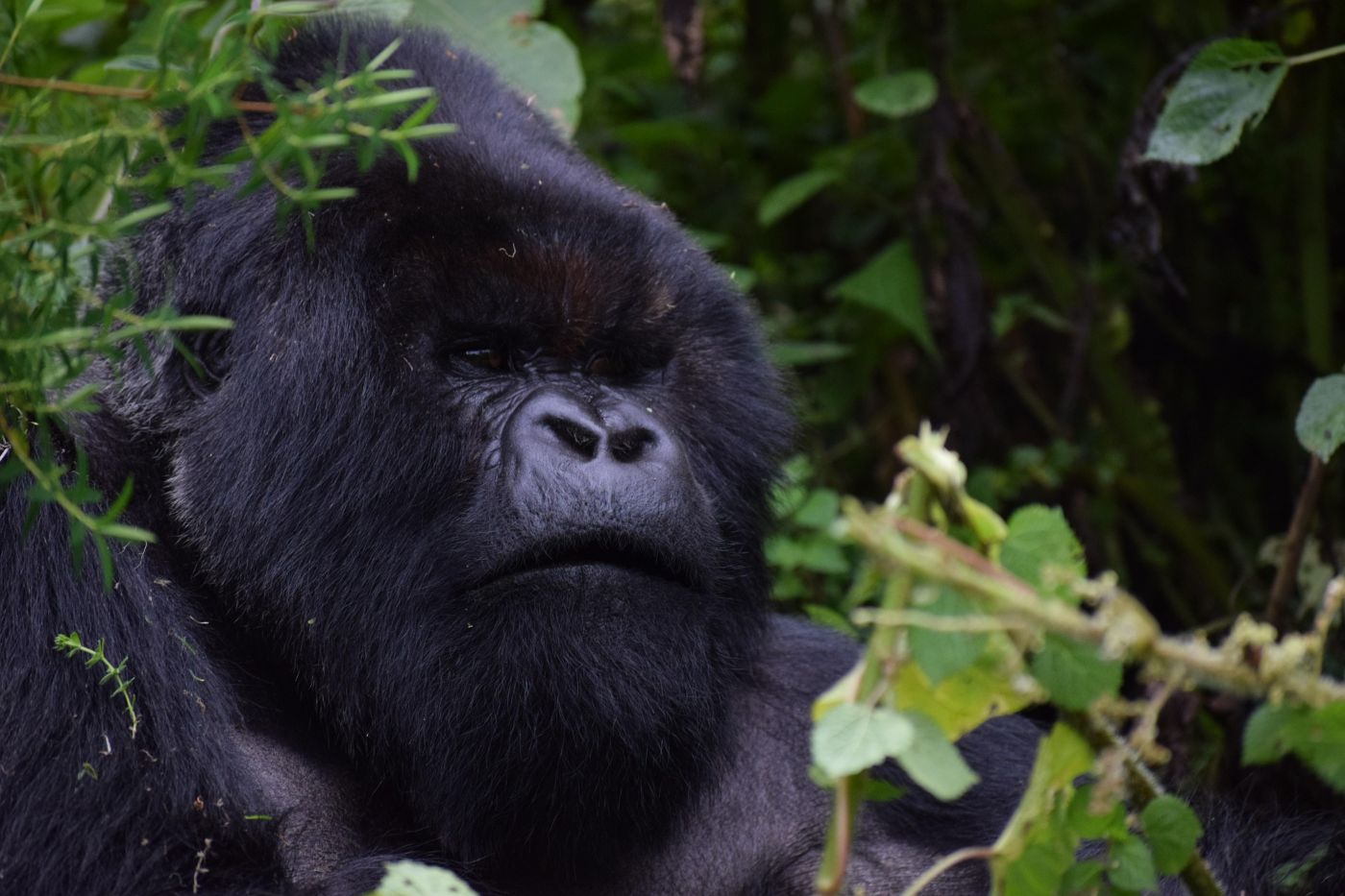 Image of gorilla, spotted in rwanda